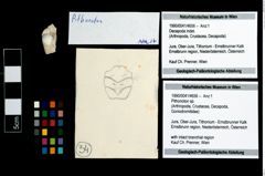 Foto (Objekt + Etikett) von Pithonoton sp.  (NHMW-GEO-1990-0041-4656)